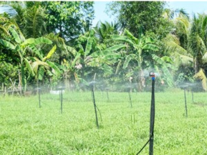 Cà Mau: Trồng rau an toàn và tiết kiệm nước